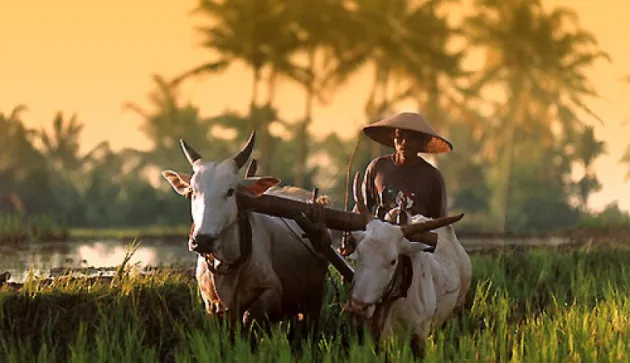 petani Bali