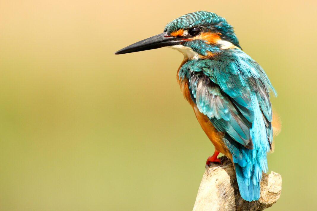 review bali bird park gerbang masuk taman burung gianyar bali