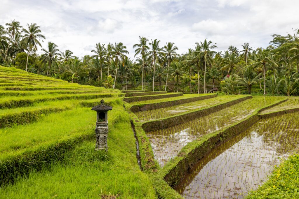 12 Tempat Wisata di Ubud yang Wajib Dikunjungi