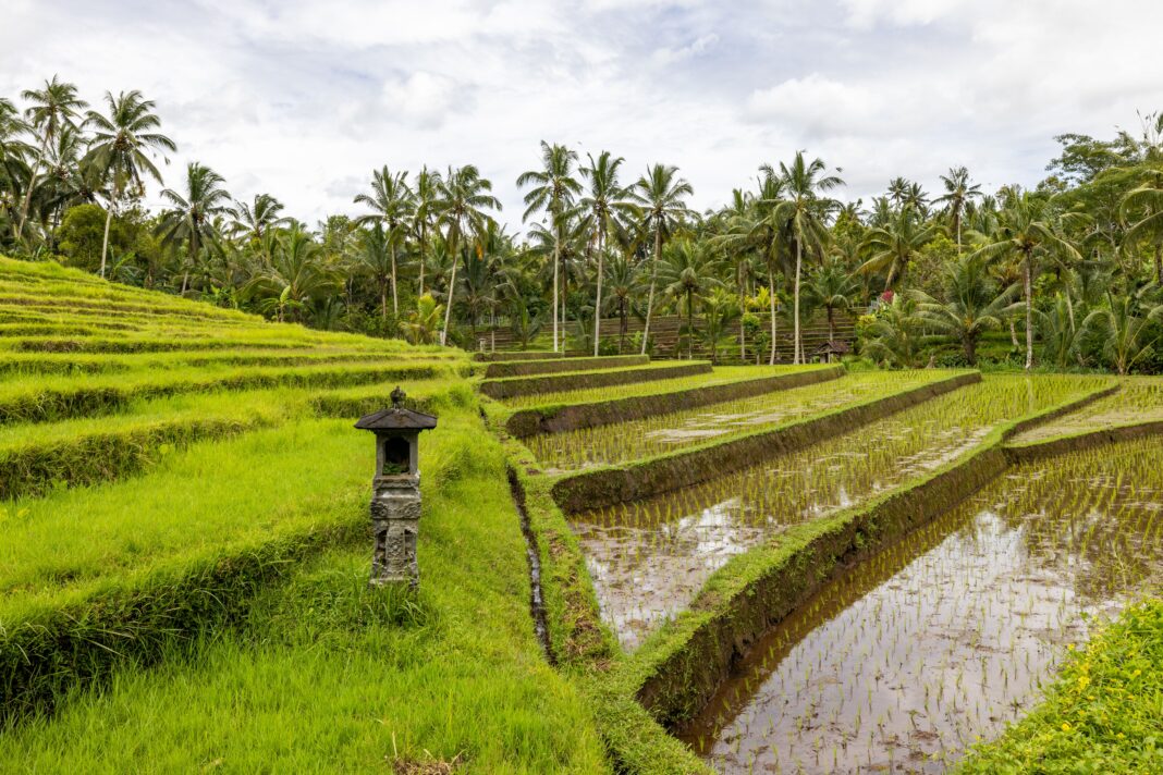 12 Tempat Wisata di Ubud yang Wajib Dikunjungi