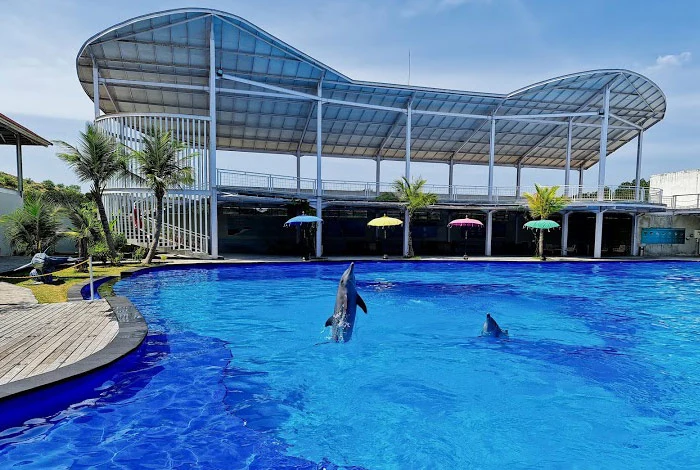 Kolam pertunjukan bali dolphin interaction dengan lumba-lumba melompat