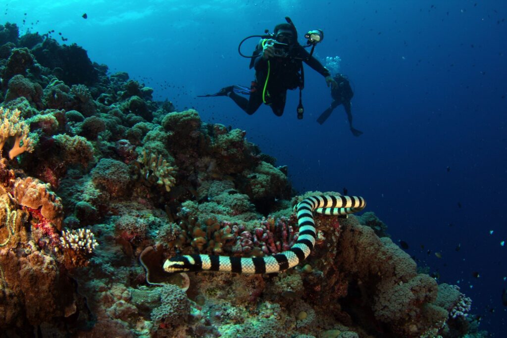 Tips Diving untuk Pemula agar Nyaman dan Menyenangkan